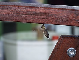 蝴蝶,過(guò)渡,卡特彼勒