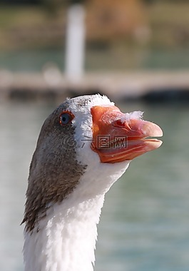 鴨,海洋,鳥(niǎo)