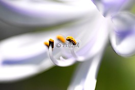 初夏花,agapanthus,ムラサキクンシラン