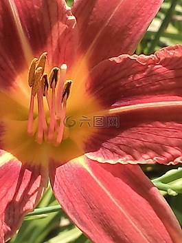 開花,花,關(guān)閉