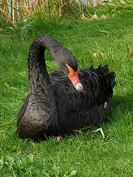 黑天鵝,天鵝,黑鳥