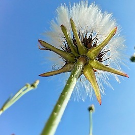 植物,森林,花卉