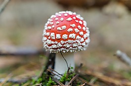 毒菌,蘑菇,自然