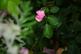 性質(zhì),鮮花,玫瑰