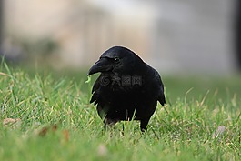 乌鸦,蠕虫,乌鸦座