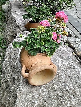 花,天竺葵,觀賞植物