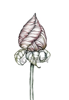 花卉,玫瑰,粉紅色的玫瑰