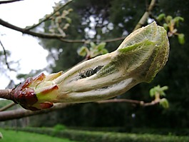 性質(zhì),布盧姆,綻放