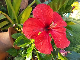 槿,紅色,女神