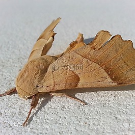 蝴蝶,動(dòng)物,昆蟲