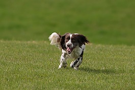 狗,施普林格,史宾格犬