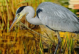 蒼鷺,動物,鳥