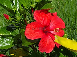 槿,紅色花,花園