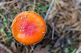 毒菌,蘑菇,自然