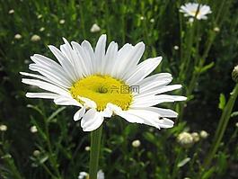 黛西,花卉,花園