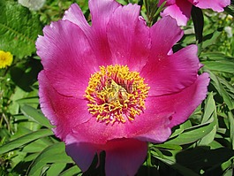 花,粉色,花園