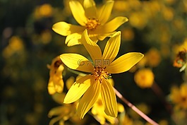 自然,花,植物區(qū)系