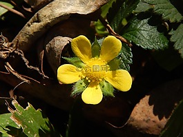 黄色花,草莓,野生
