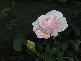 花,玫瑰,花的