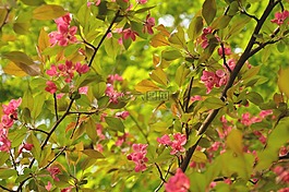 春天,鮮花,布魯姆