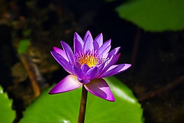 百合,花,粉紅色