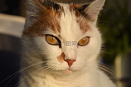 貓,白,動物