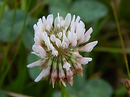 花,三葉草,白