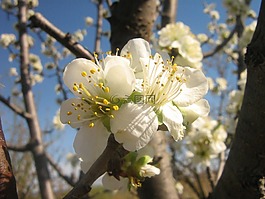 花卉,春天,春天的花朵