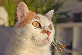 貓,白,動物