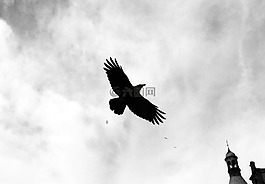 鳥,烏鴉,黑暗