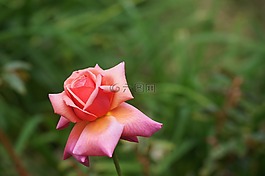 粉色,花,淺粉色