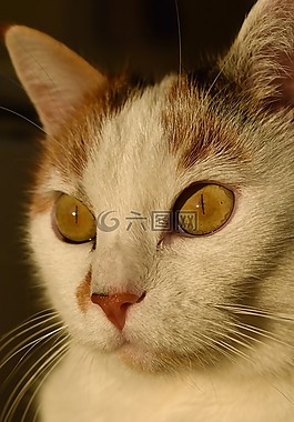 貓,白,動物