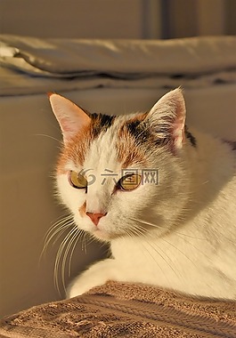 貓,白,動物