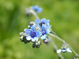 鲜花,野生,小