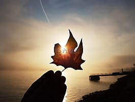 秋季,葉子,太陽