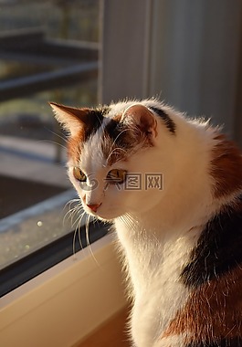 貓,白,動物