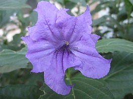 墨西哥丁香,花,紫色