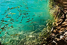 克羅地亞,根,水