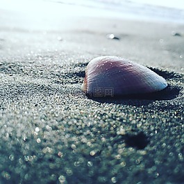 海,外殼,貝殼