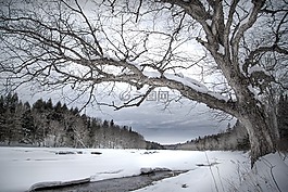冬天,雪,樹