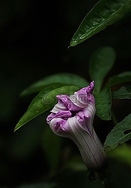 花,牽牛花,后綻放