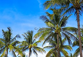arecaceae,椰子,热带