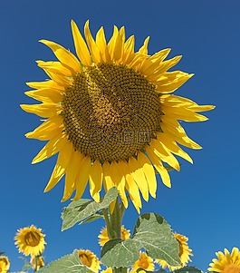 向日葵,花,字段