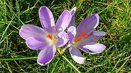 番紅花,紫色,春