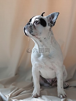 狗,法國斗牛犬,動物