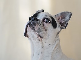 狗,法國斗牛犬,動物