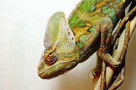 也門變色龍,chamaeleo calyptratus,變色龍