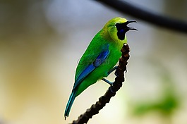 鳥,野生動物,特寫