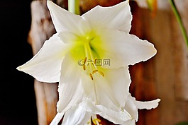 百合劍,花卉,植物