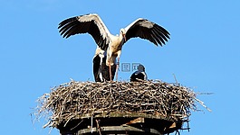 鹳,storchennest,鸟